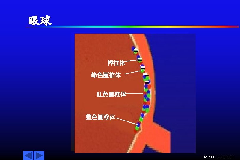 眼球 桿柱体 Cornea 綠色圓椎体 紅色圓椎体 Macula Fovea Lens 籃色圓椎体 Optic Nerve Retina © 2001