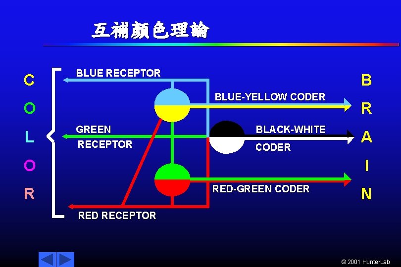 互補顏色理論 C BLUE RECEPTOR BLUE-YELLOW CODER O L B GREEN RECEPTOR BLACK-WHITE CODER O