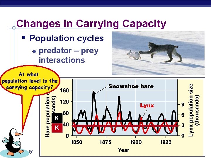 Changes in Carrying Capacity § Population cycles u predator – prey interactions At what