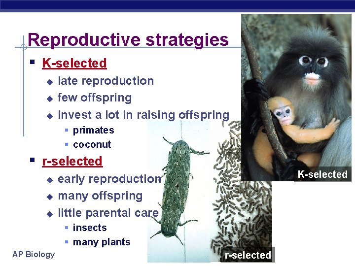 Reproductive strategies § K-selected u u u late reproduction few offspring invest a lot