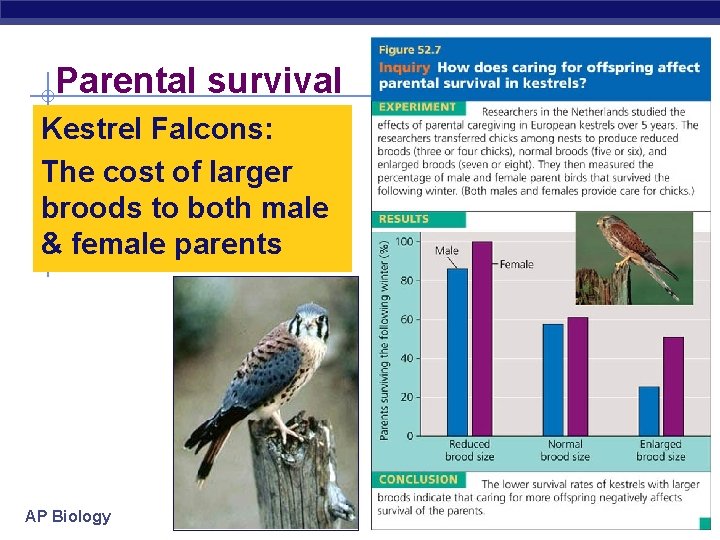 Parental survival Kestrel Falcons: The cost of larger broods to both male & female