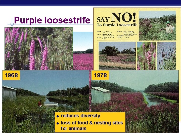 Purple loosestrife 1968 1978 u u AP Biology reduces diversity loss of food &