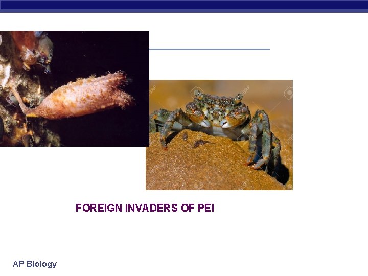 FOREIGN INVADERS OF PEI AP Biology 