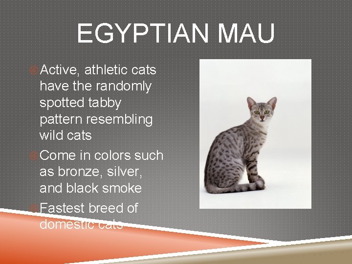 EGYPTIAN MAU Active, athletic cats have the randomly spotted tabby pattern resembling wild cats