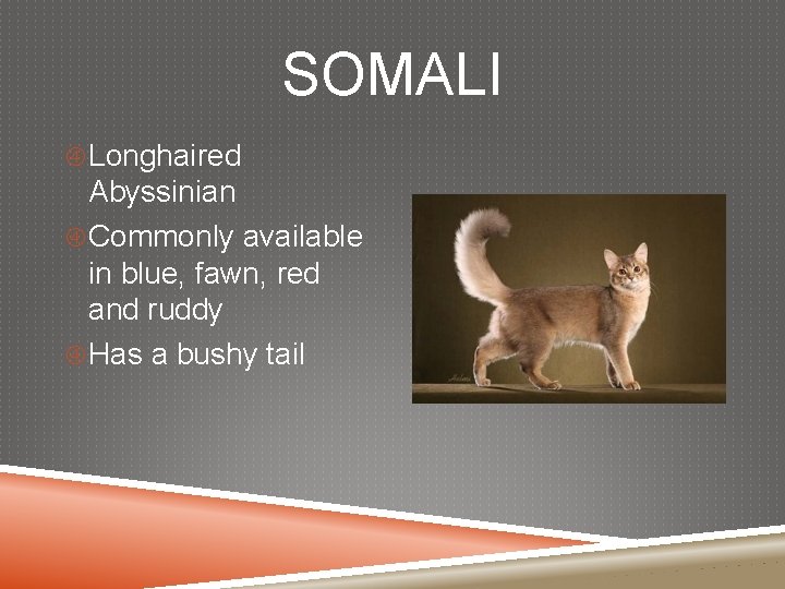 SOMALI Longhaired Abyssinian Commonly available in blue, fawn, red and ruddy Has a bushy