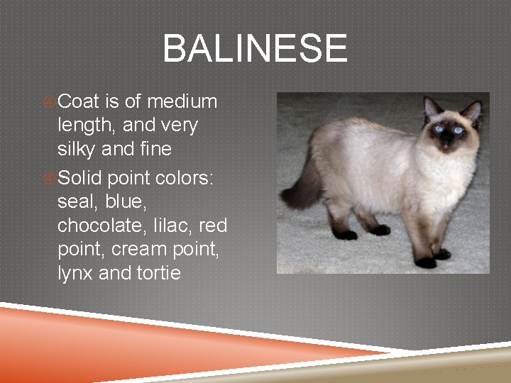 BALINESE Coat is of medium length, and very silky and fine Solid point colors: