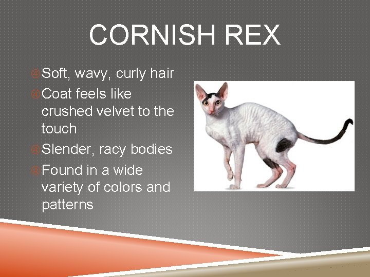 CORNISH REX Soft, wavy, curly hair Coat feels like crushed velvet to the touch