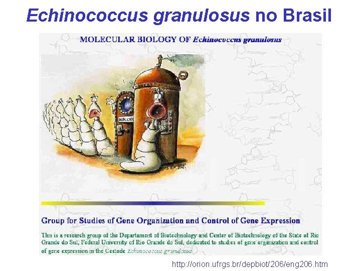 Echinococcus granulosus no Brasil http: //orion. ufrgs. br/depbiot/206/eng 206. htm 