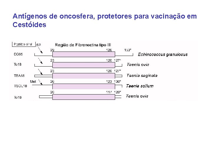 Antígenos de oncosfera, protetores para vacinação em Cestóides 