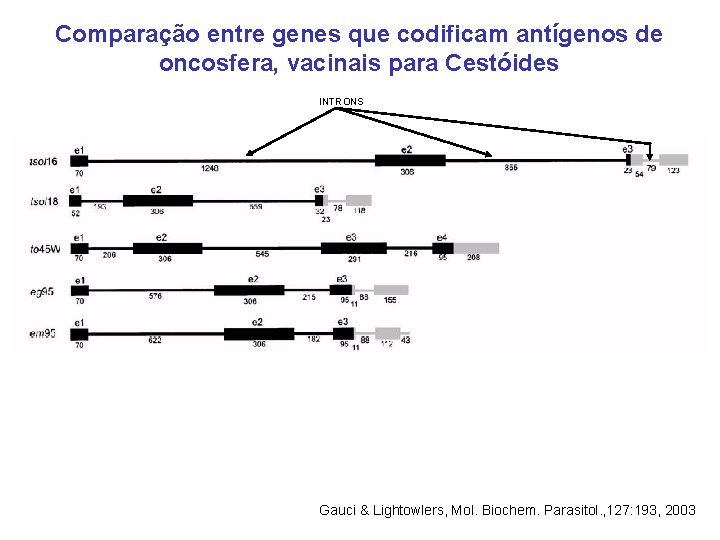 Comparação entre genes que codificam antígenos de oncosfera, vacinais para Cestóides INTRONS Gauci &