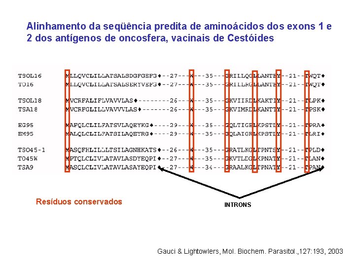 Alinhamento da seqüência predita de aminoácidos exons 1 e 2 dos antígenos de oncosfera,