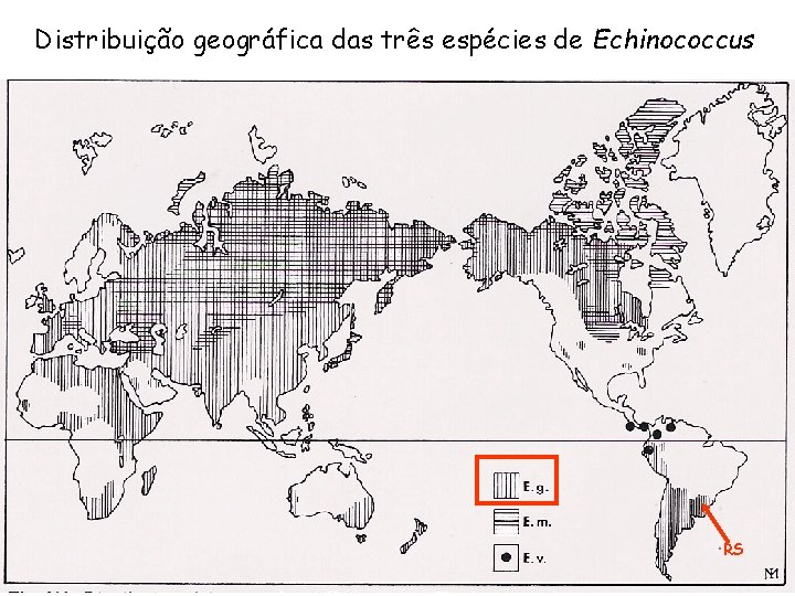 Distribuição geográfica das três espécies de Echinococcus RS 