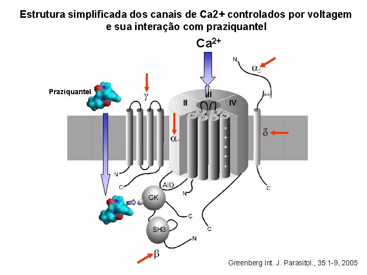 Estrutura simplificada dos canais de Ca 2+ controlados por voltagem e sua interação com