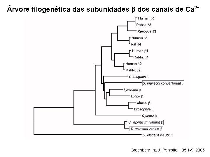 Árvore filogenética das subunidades b dos canais de Ca 2+ Greenberg Int. J. Parasitol.