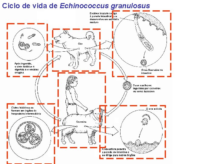 Ciclo de vida de Echinococcus granulosus 