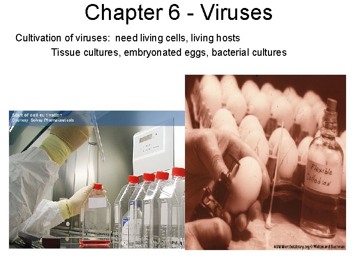 Chapter 6 - Viruses Cultivation of viruses: need living cells, living hosts Tissue cultures,