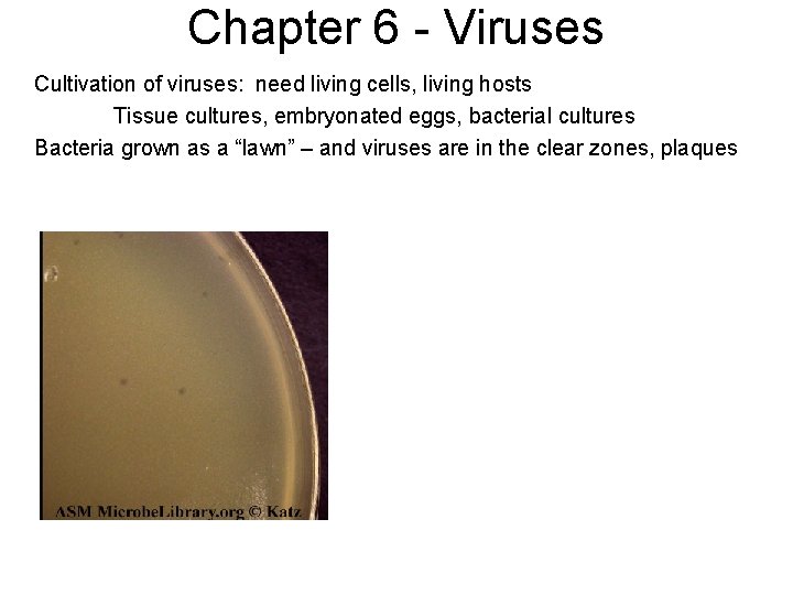 Chapter 6 - Viruses Cultivation of viruses: need living cells, living hosts Tissue cultures,