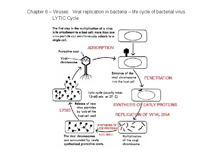 Chapter 6 – Viruses: Viral replication in bacteria – life cycle of bacterial virus
