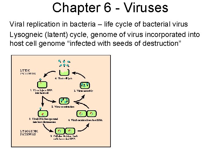 Chapter 6 - Viruses Viral replication in bacteria – life cycle of bacterial virus