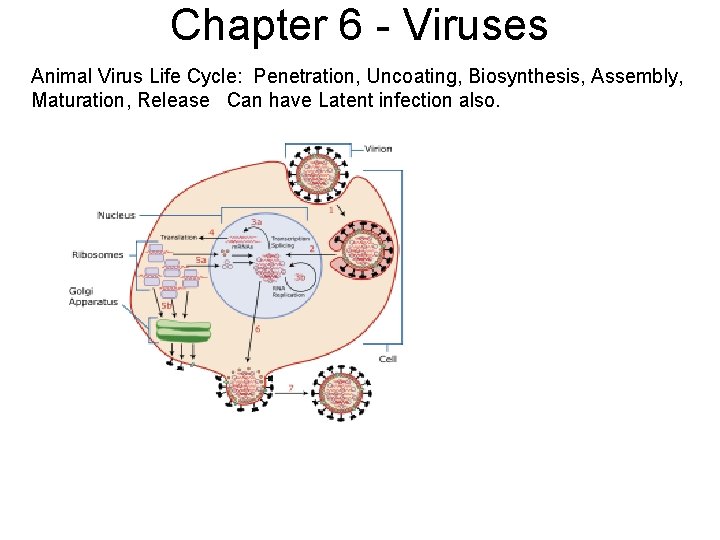 Chapter 6 - Viruses Animal Virus Life Cycle: Penetration, Uncoating, Biosynthesis, Assembly, Maturation, Release