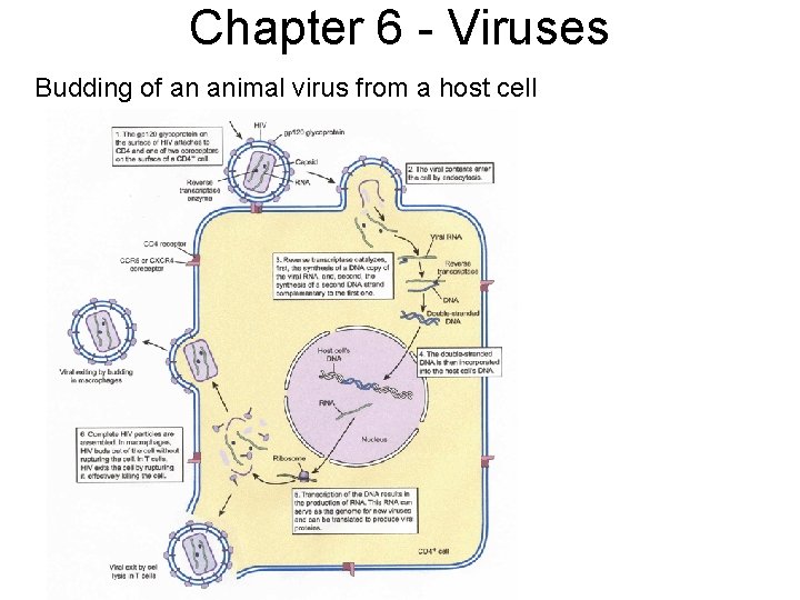Chapter 6 - Viruses Budding of an animal virus from a host cell 