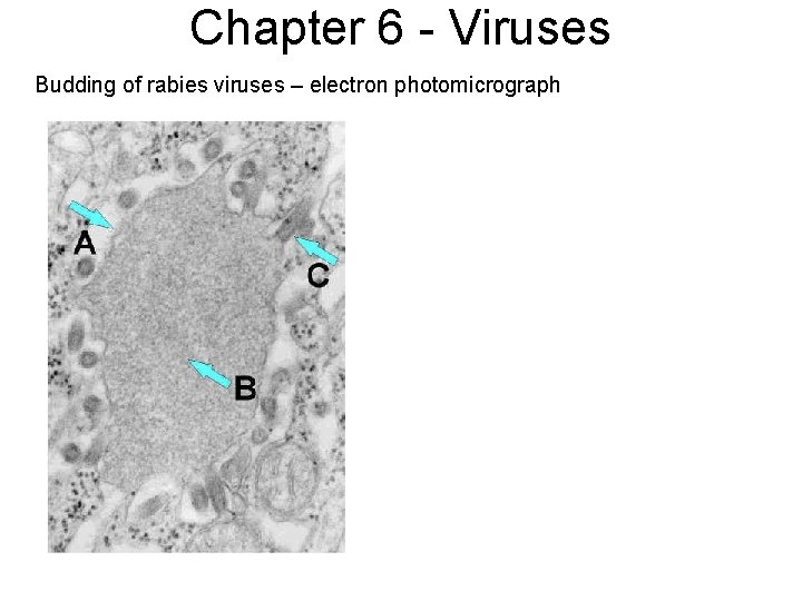 Chapter 6 - Viruses Budding of rabies viruses – electron photomicrograph 