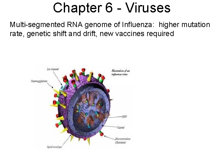 Chapter 6 - Viruses Multi-segmented RNA genome of Influenza: higher mutation rate, genetic shift