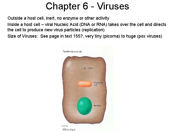 Chapter 6 - Viruses Outside a host cell, inert, no enzyme or other activity