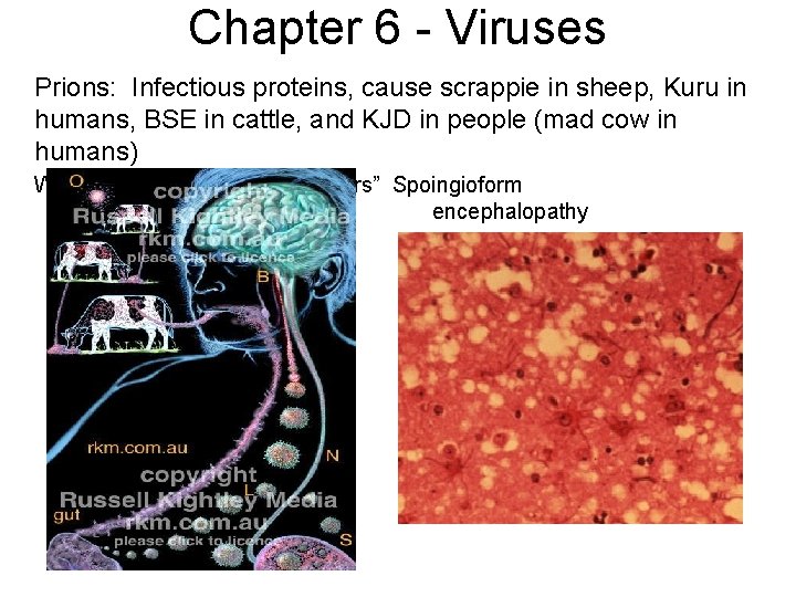 Chapter 6 - Viruses Prions: Infectious proteins, cause scrappie in sheep, Kuru in humans,