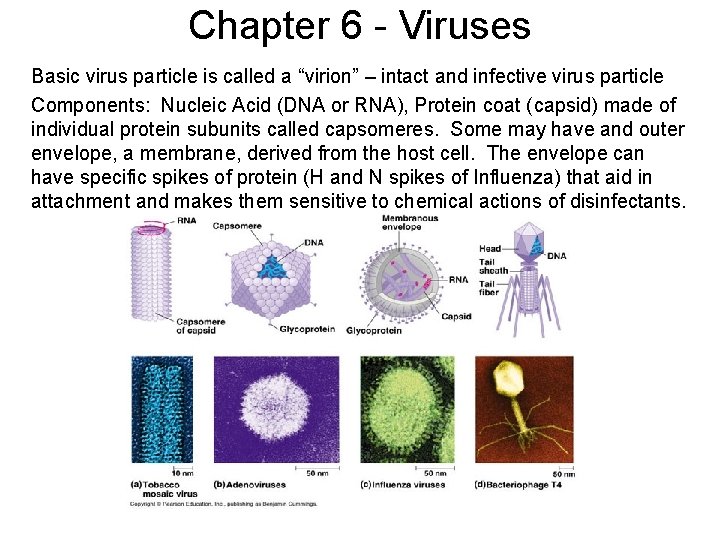 Chapter 6 - Viruses Basic virus particle is called a “virion” – intact and