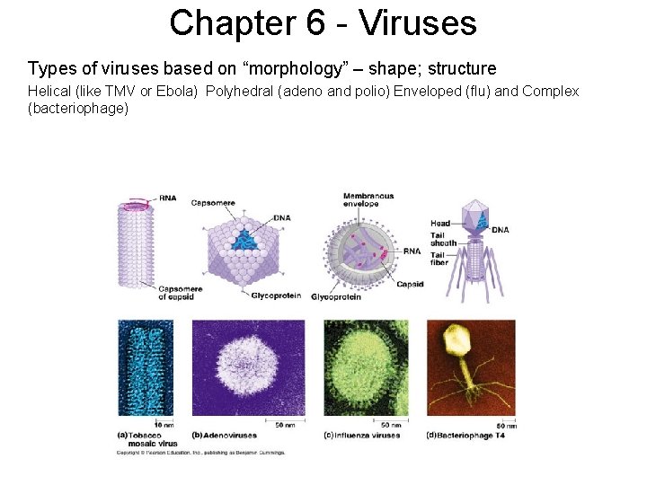 Chapter 6 - Viruses Types of viruses based on “morphology” – shape; structure Helical