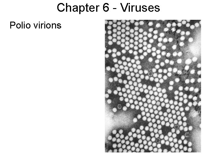 Chapter 6 - Viruses Polio virions 