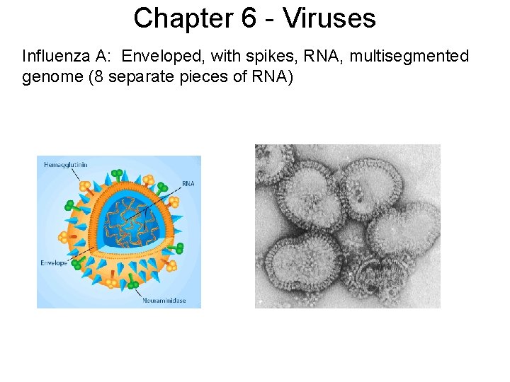 Chapter 6 - Viruses Influenza A: Enveloped, with spikes, RNA, multisegmented genome (8 separate