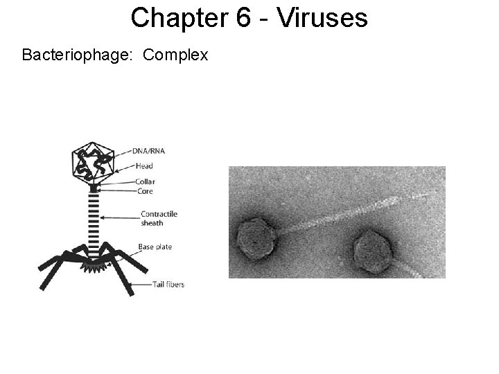 Chapter 6 - Viruses Bacteriophage: Complex 