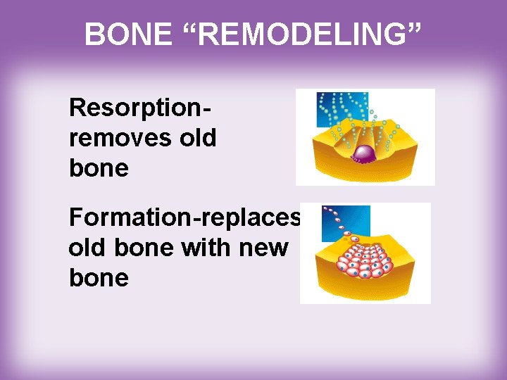 BONE “REMODELING” Resorptionremoves old bone Formation-replaces old bone with new bone 