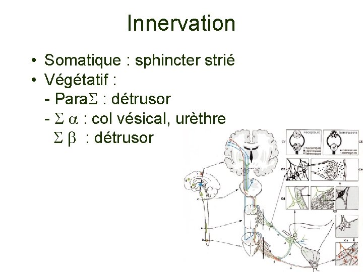 Innervation • Somatique : sphincter strié • Végétatif : - Para : détrusor -