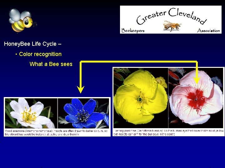 Honey. Bee Life Cycle – • Color recognition What a Bee sees 