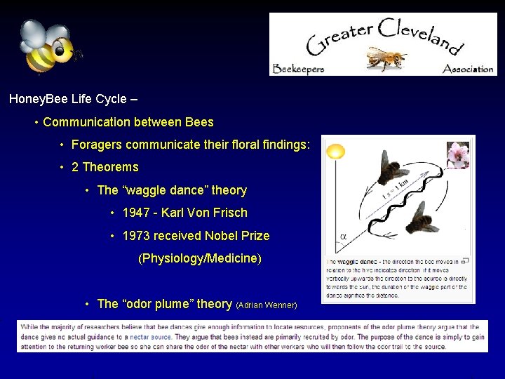 Honey. Bee Life Cycle – • Communication between Bees • Foragers communicate their floral