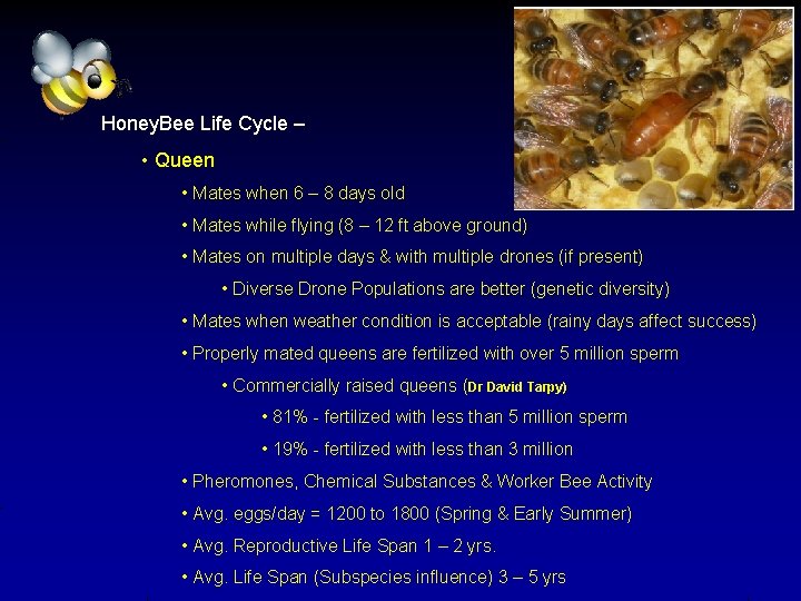 Honey. Bee Life Cycle – • Queen • Mates when 6 – 8 days