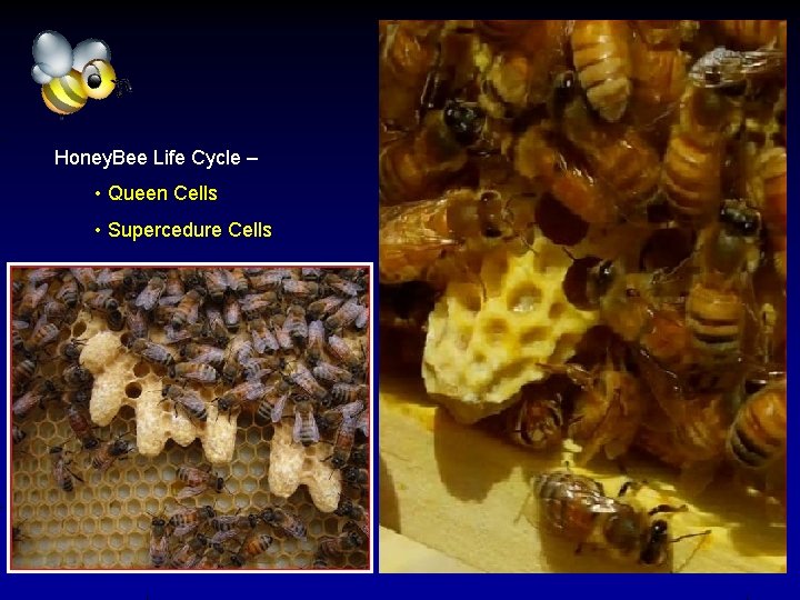 Honey. Bee Life Cycle – • Queen Cells • Supercedure Cells 