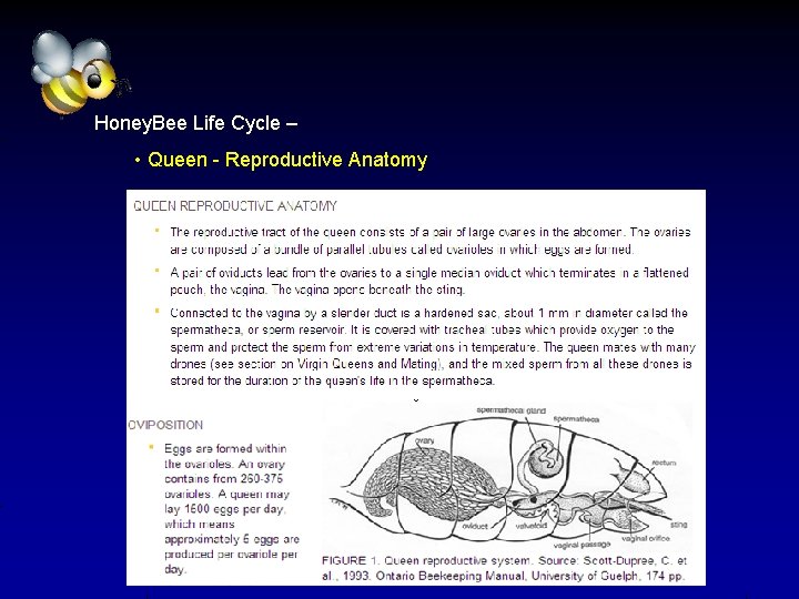 Honey. Bee Life Cycle – • Queen - Reproductive Anatomy 