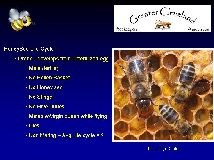 Honey. Bee Life Cycle – • Drone - develops from unfertilized egg • Male