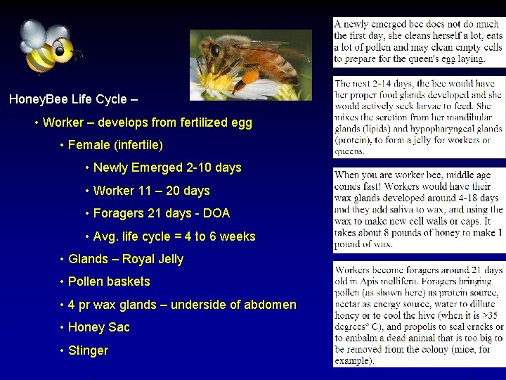 Honey. Bee Life Cycle – • Worker – develops from fertilized egg • Female