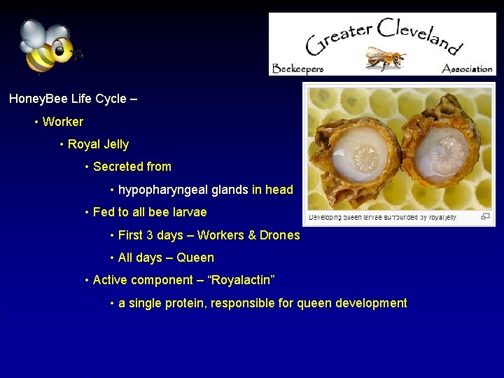 Honey. Bee Life Cycle – • Worker • Royal Jelly • Secreted from •