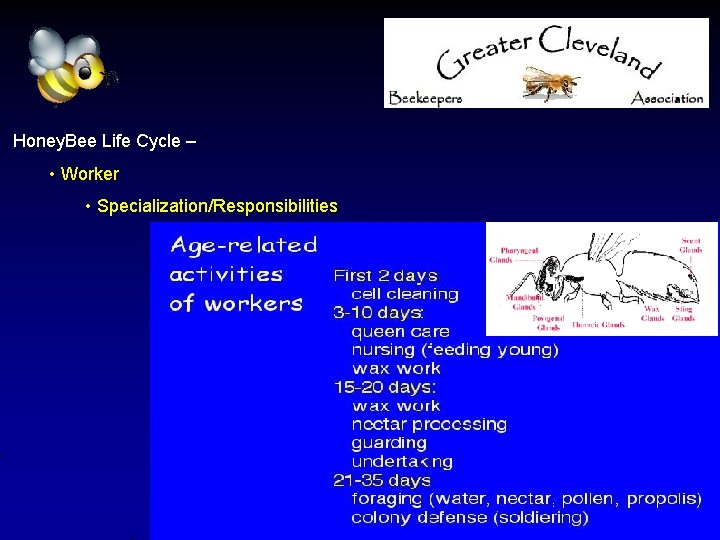 Honey. Bee Life Cycle – • Worker • Specialization/Responsibilities 