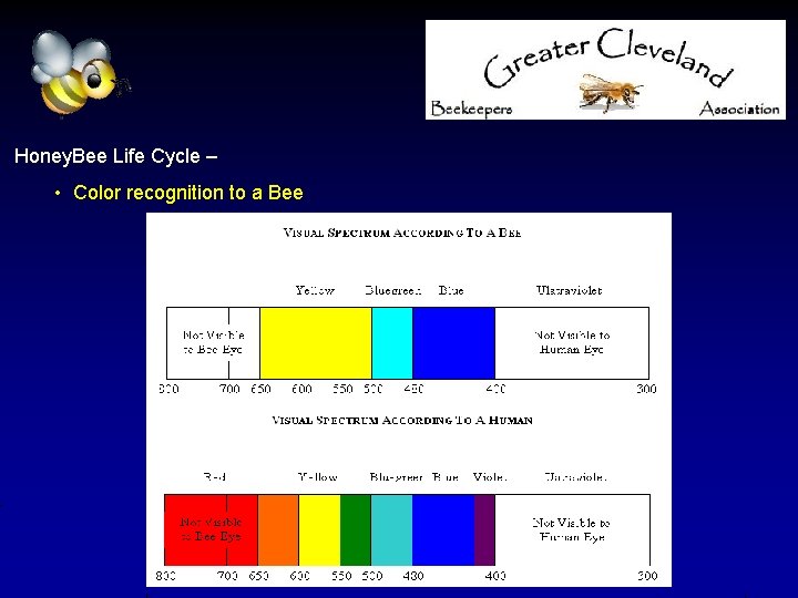 Honey. Bee Life Cycle – • Color recognition to a Bee 