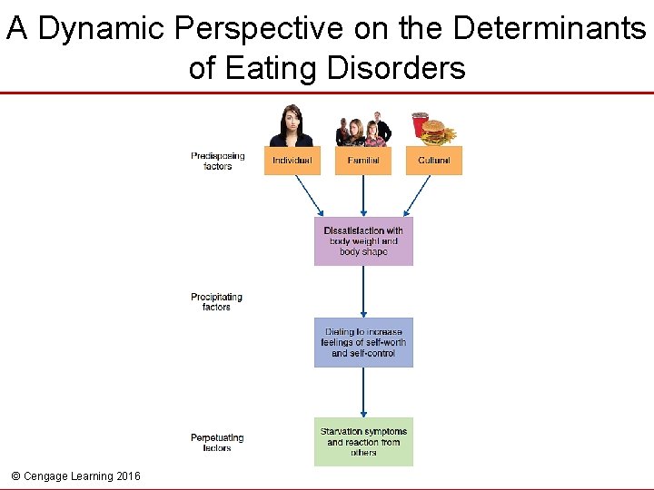 A Dynamic Perspective on the Determinants of Eating Disorders © Cengage Learning 2016 