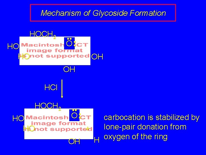 Mechanism of Glycoside Formation HOCH 2 HO HO • • • O • OH
