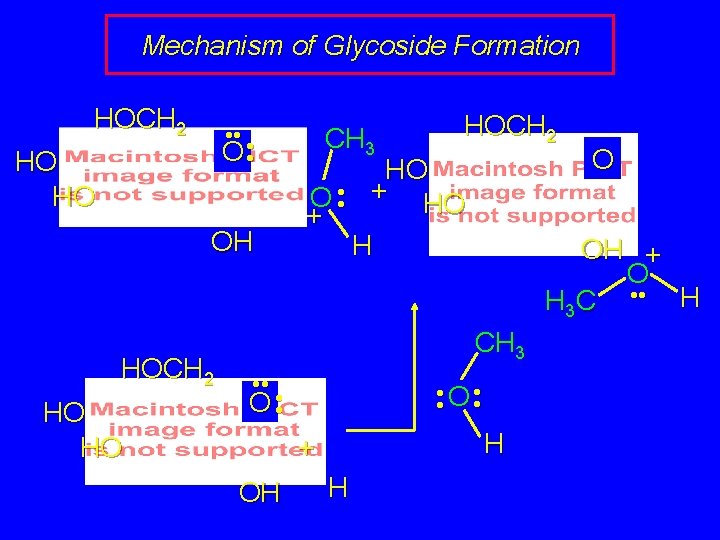 Mechanism of Glycoside Formation HOCH 2 • • • O • HO HO OH