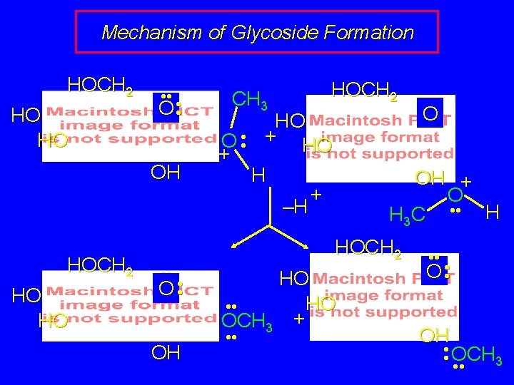 Mechanism of Glycoside Formation HOCH 2 HO HO • • • O • OH